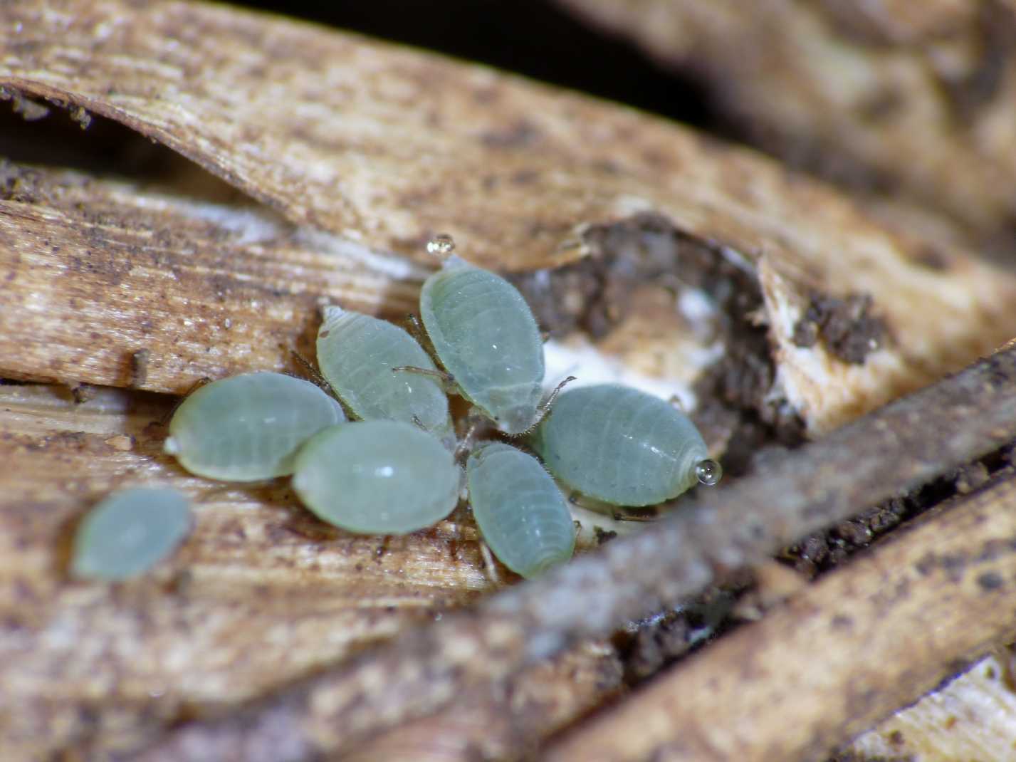 Forda formicaria, ospite formiche Aphaenogaster subterranea